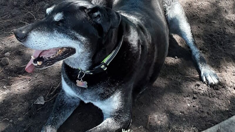 Myrtle Beach Barc Parc North - Myrtle Beach, SC