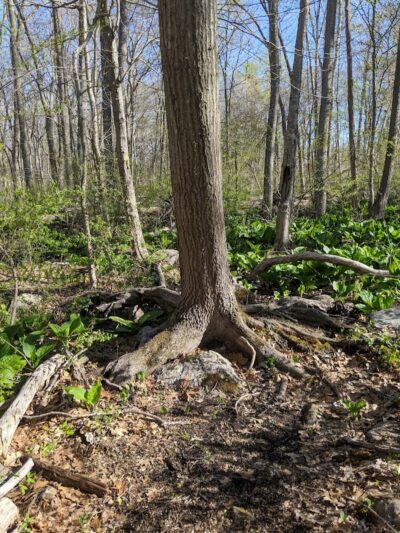 Pequot Woods Park - Mystic, CT