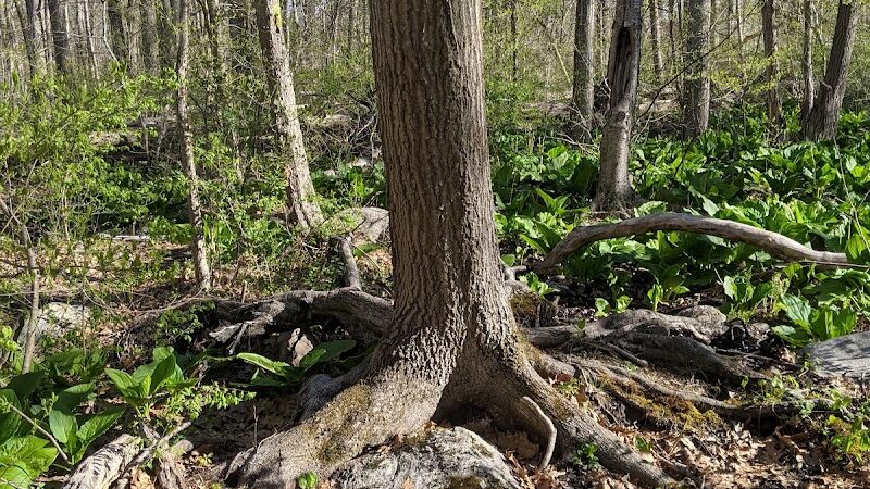 Pequot Woods Park - Mystic, CT