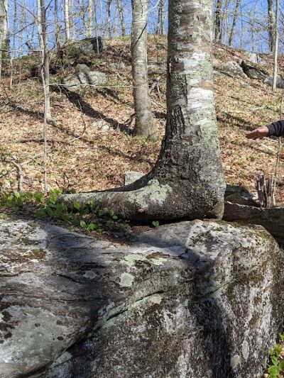 Pequot Woods Park - Mystic, CT