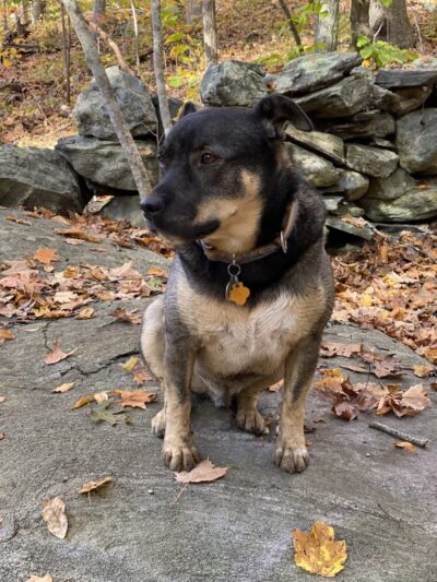 Pequot Woods Park - Mystic, CT