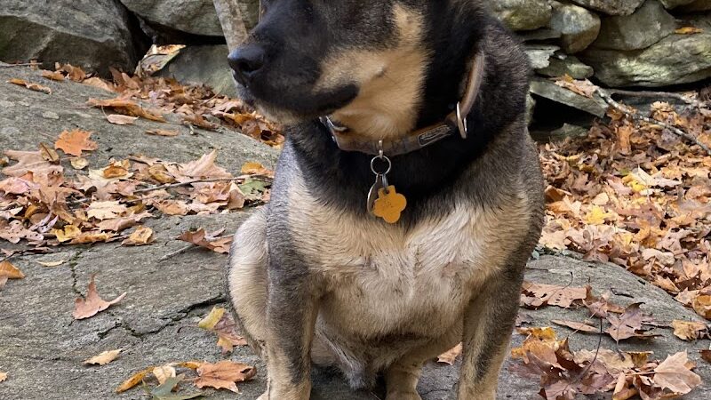 Pequot Woods Park - Mystic, CT