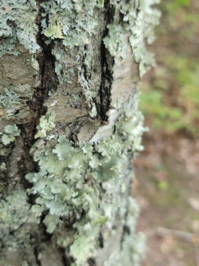 Pequot Woods Park - Mystic, CT