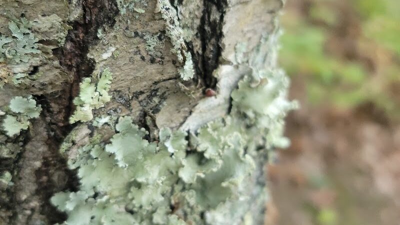 Pequot Woods Park - Mystic, CT