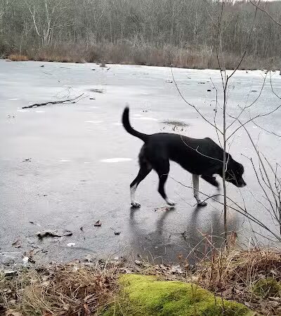 Pequot Woods Park - Mystic, CT