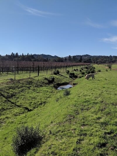 Alston Park Off-Leash Dog Area - Napa, CA