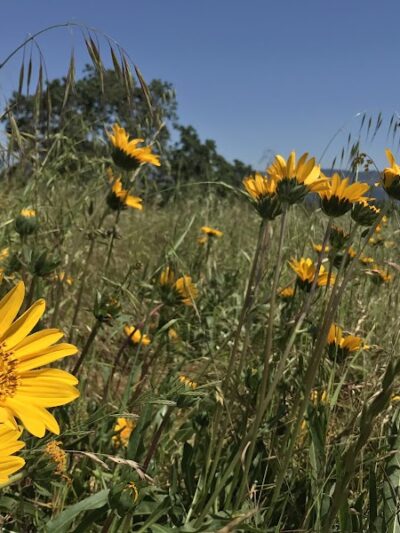 Alston Park Off-Leash Dog Area - Napa, CA