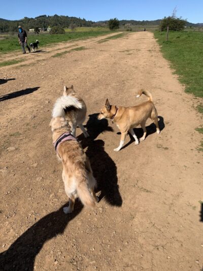 Alston Park Off-Leash Dog Area - Napa, CA