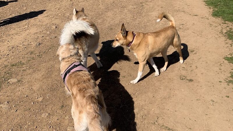 Alston Park Off-Leash Dog Area - Napa, CA