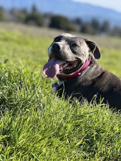 Alston Park Off-Leash Dog Area - Napa, CA