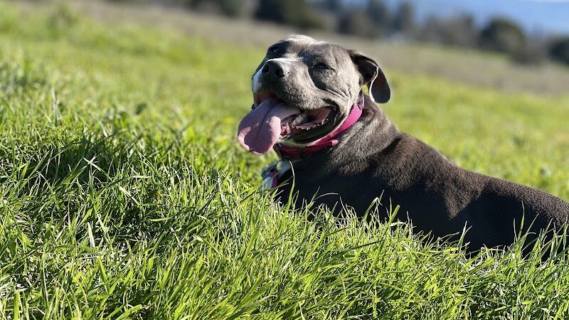 Alston Park Off-Leash Dog Area - Napa, CA