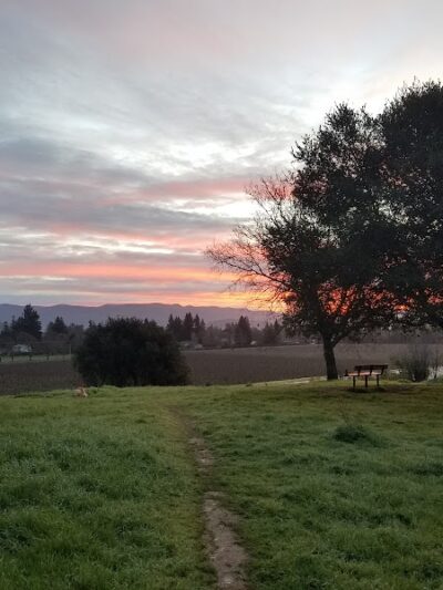 Alston Park Off-Leash Dog Area - Napa, CA