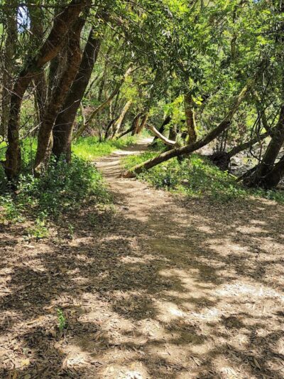 Alston Park Off-Leash Dog Area - Napa, CA