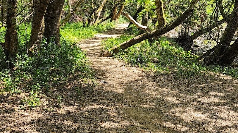Alston Park Off-Leash Dog Area - Napa, CA