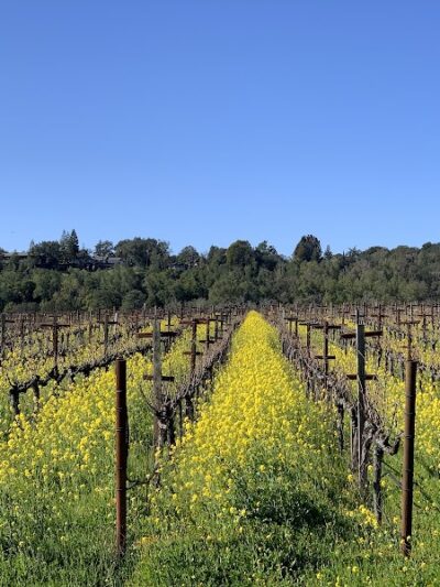 Alston Park Off-Leash Dog Area - Napa, CA
