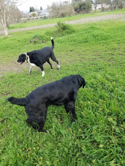 Canine Commons - Napa, CA