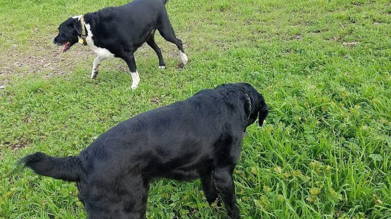 Canine Commons - Napa, CA