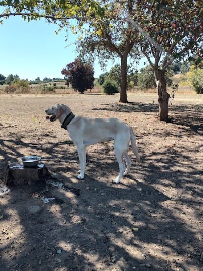 Canine Commons - Napa, CA