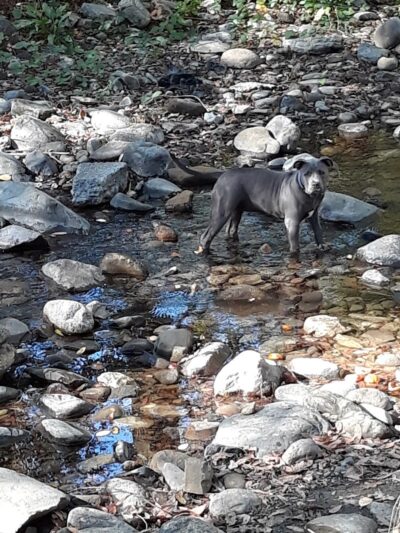 Canine Commons - Napa, CA