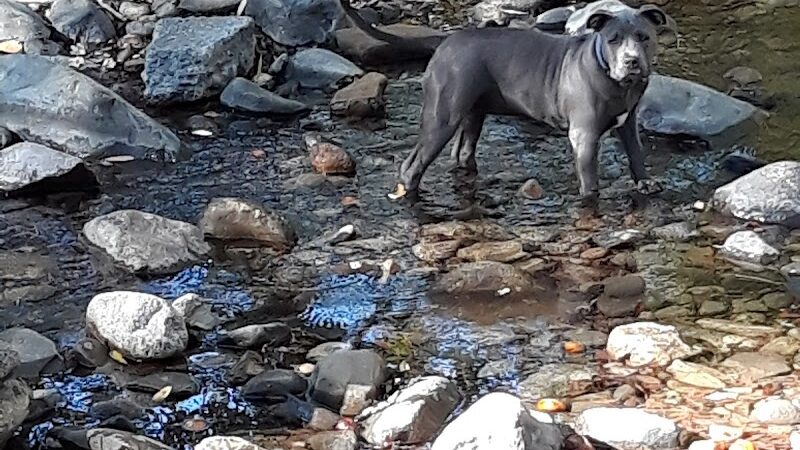 Canine Commons - Napa, CA