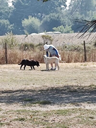 Canine Commons - Napa, CA