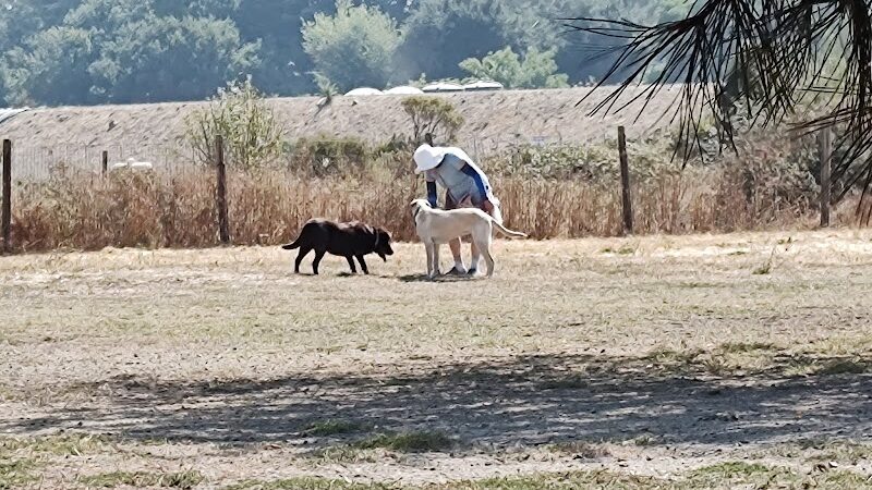 Canine Commons - Napa, CA