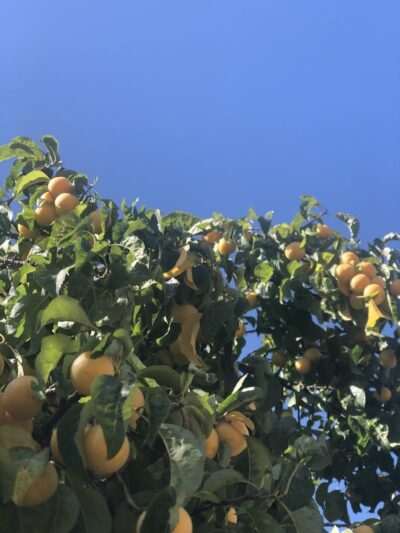 Canine Commons - Napa, CA