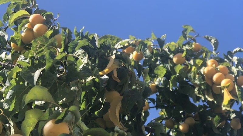 Canine Commons - Napa, CA