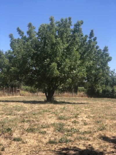 Canine Commons - Napa, CA