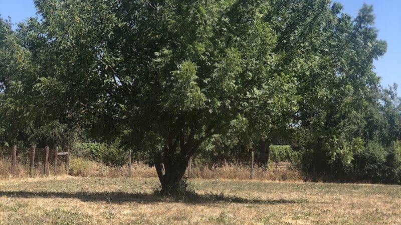 Canine Commons - Napa, CA