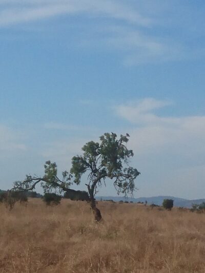 Canine Commons - Napa, CA
