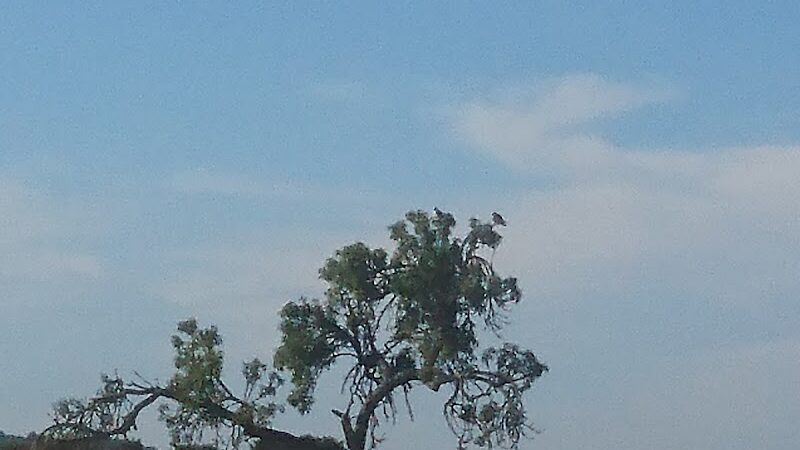 Canine Commons - Napa, CA