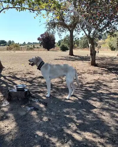 Canine Commons - Napa, CA