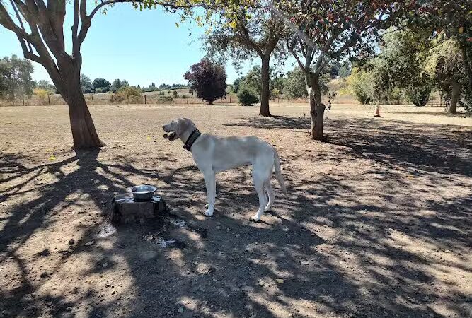 Canine Commons - Napa, CA