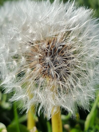O’Brien Park - Napa, CA
