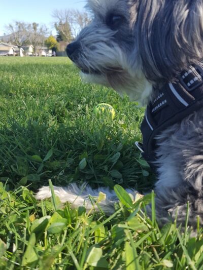 O’Brien Park - Napa, CA