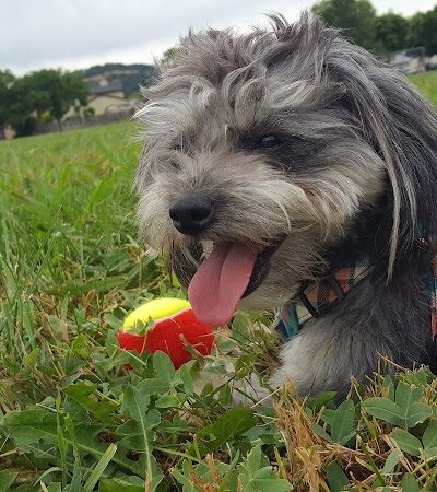O’Brien Park - Napa, CA