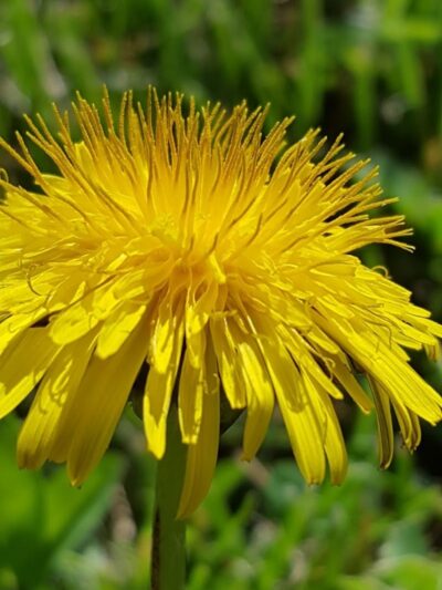 O’Brien Park - Napa, CA