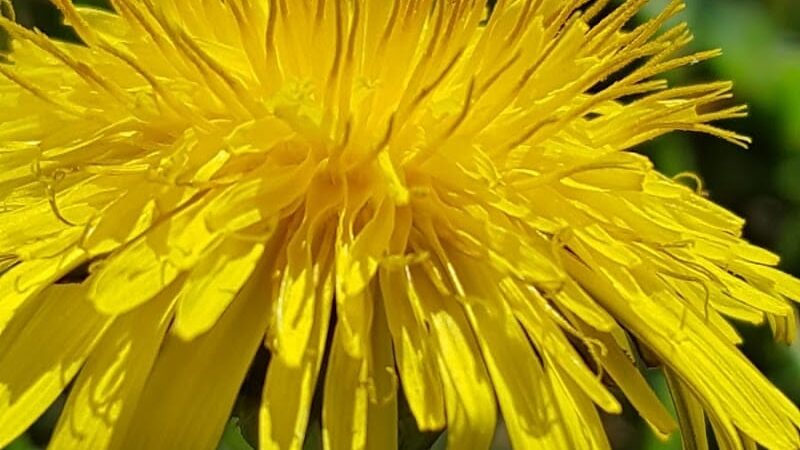 O’Brien Park - Napa, CA