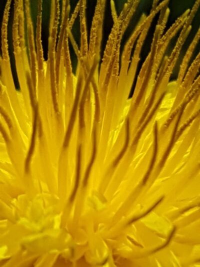 O’Brien Park - Napa, CA