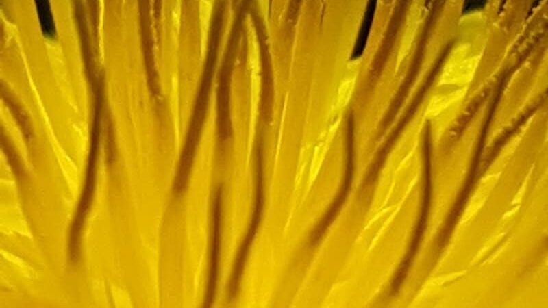 O’Brien Park - Napa, CA