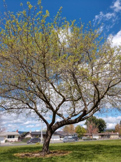 O’Brien Park - Napa, CA
