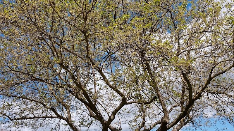 O’Brien Park - Napa, CA