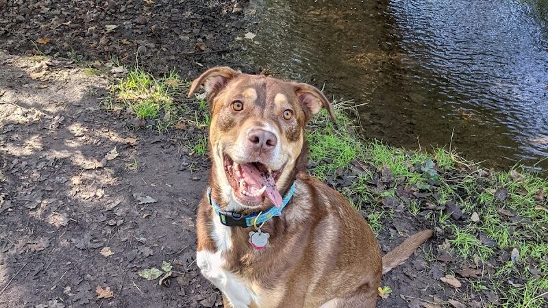 Shurtleff Park - Napa, CA