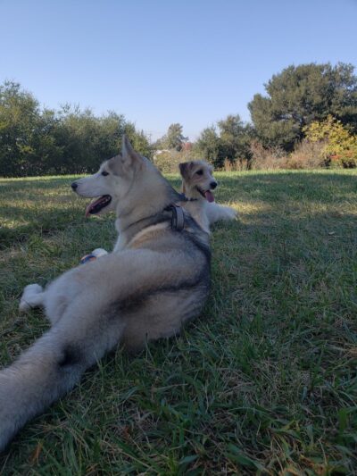 Shurtleff Park - Napa, CA