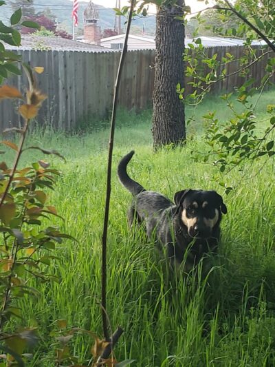 Shurtleff Park - Napa, CA