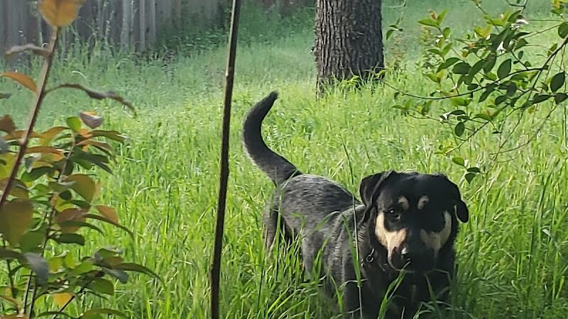 Shurtleff Park - Napa, CA