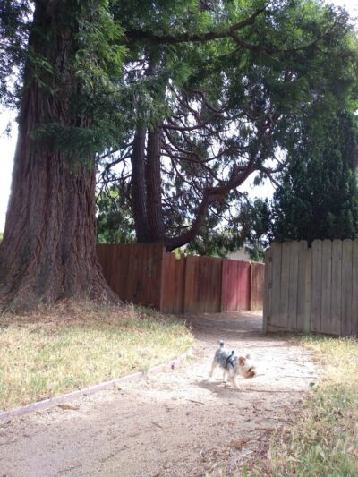 Solomon Park - Napa, CA