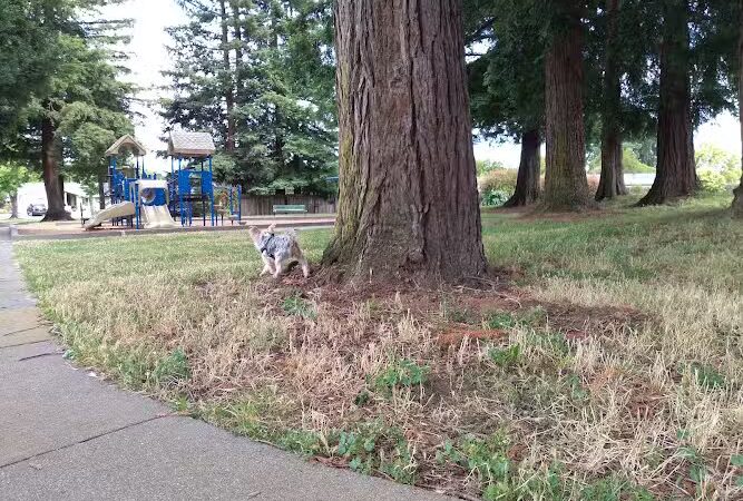 Solomon Park - Napa, CA