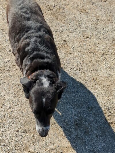 Nashua Dog Park - Membership Required - Nashua, NH